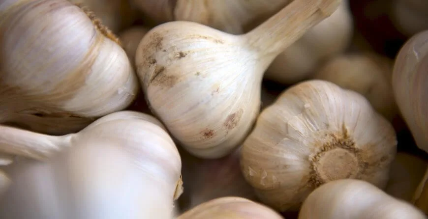 Growing garlic in your strawbale