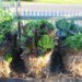 Placing your straw bale garden