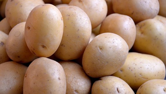 growing potatoes in a strawbale