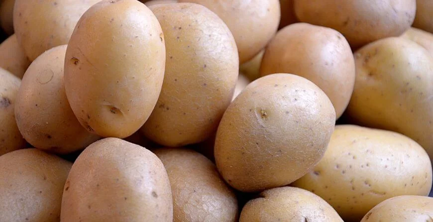 growing potatoes in a strawbale