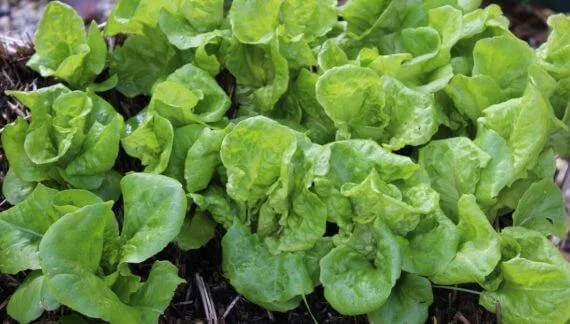 Growing lettuce in your strawbale